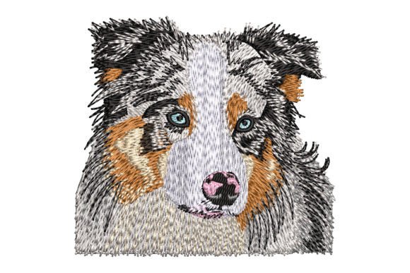 Australian Shepherd